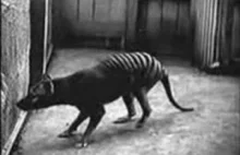 Bardzo stary film ukazujący ostatniego żyjącego tygrysa tasmańskiego. R.I.P.