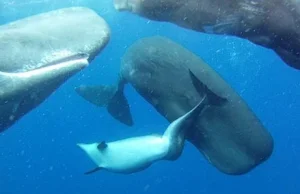 Stado kaszalotów zaadoptowało zdeformowanego delfina butlonosa.
