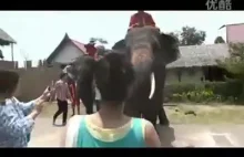 Słoń wie, co dobre... [bez spojlera]