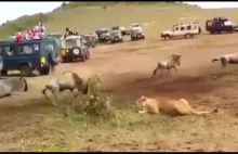 Efektowne polowanie lwa