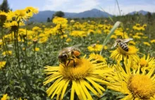 Pszczoły masowo giną - stan alarmowy w ulach na całym świecie