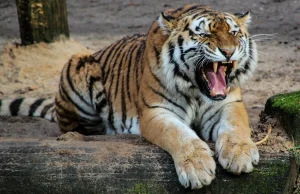 Niemcy. Lwy, tygrysy i jaguary uciekły z zoo