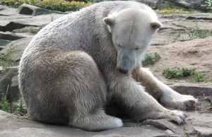 Psycholodzy walczą z nudą niedźwiedzi polarnych