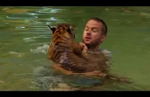 Ludzie uczą dwa młode tygrysy pływać.
