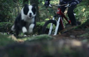 Zjazd rowerem górskim w towarzystwie psa