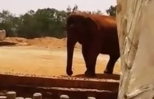 Kolejna śmierć w zoo. Słoń zabił siedmioletnią dziewczynkę
