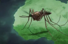 Komary atakują