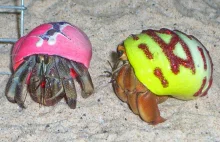 Gangi krabów pustelników - jak działają w grupach