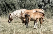 Fauna i flora woj. lubuskiego na zdjęciach.