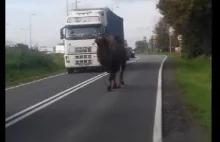 Uwaga! Wielbłąd na drodze!