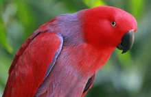 Papugi zabijają swoich synów