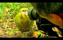 Najdziwniejsza papuga na świecie | Nowoczesne dinozaury