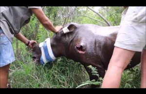Ratowanie młodego, osieroconego i zranionego przez kłusowników nosorożca