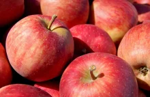 USA chcą naszych jabłek. Pośpieszają polskie władze w sprawie zgody na eksport
