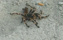 Egzotyczny pająk znaleziony w Gdańsku