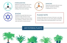 Rośliny, które wg NASA najlepiej filtrują powietrze z różnych zanieczyszczeń :)