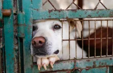 Za porzucenie psa lub kota grozi teraz w Polsce kara pozbawienia wolności