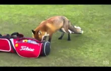 Lis podwędza golfiście portfel.