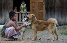 Malezja - akcja "I Want to Touch a Dog". Protesty po akcji "Chcę dotknąć psa"