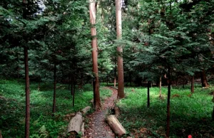 Japoński naukowiec udowodnił leczniczą siłę drzew