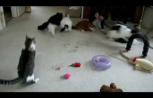Atak naćpanego kota