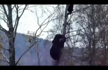Niedźwiedż łapie chłopa na drzewie