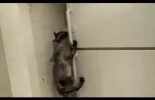 Kot kradnie jedzenie z zamrażarki