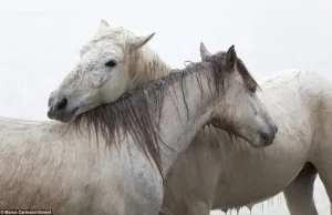 Dzikie piękno Camargue