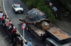 Największy żółw jakiego znaleziono.