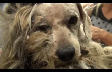 Hope For Paws ratują psa, który panicznie boi się ludzi