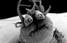 PsBattle: This polychaete that has been magnified 47 times