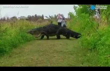 Ogromny aligator kroczy powoli.