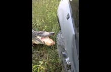 Krokodyl vs samochód