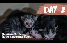 Kocia Mama Karmi 5 Dwudniowych Kociąt w 4K | Kocięta | Małe Kotki | Koty |...