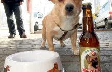 Piwo dla psa - czy aby na pewno dobry pomysł na mecz?