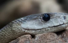 W epidemii koronawirusa w Chinach węże mogą być niewinne.