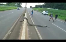 Ogromny wąż przekraczający drogę