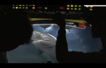 Rekin atakuje/bawi się z łodzią podwodną BBC nagrywającej do Blue Planet II