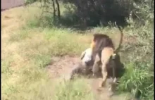 Lew atakuje starszego mężczyznę