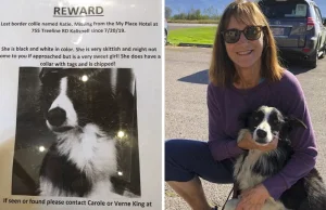 Rzuciła pracę i spędziła 57 dni na poszukiwaniach swojego psa. Znalazł się