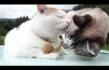 Koty i ślimak