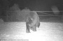 Niedźwiedzie brunatne powróciły do Strefy Zamkniętej