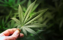 22 mln dorosłych Amerykanów zażywa marihuanę