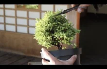 Jak ze zwykłej tui zrobić drzewko bonsai