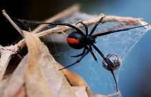 Australia: mężczyzna walczył z pająkiem. Interweniowała policja