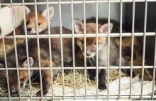 Słowacja zakazuje hodowli zwierząt na futro
