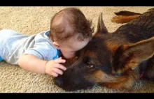 Baby Playing with German Shepherd Dog...