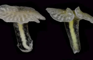 Głębinowy pływający grzyb nową gałęzią ewolucji?