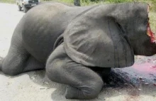 Europejski wyrok śmierci na słonie