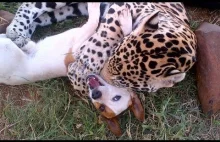 Niezwykła przyjaźń jaguara i niewielkiego pieska